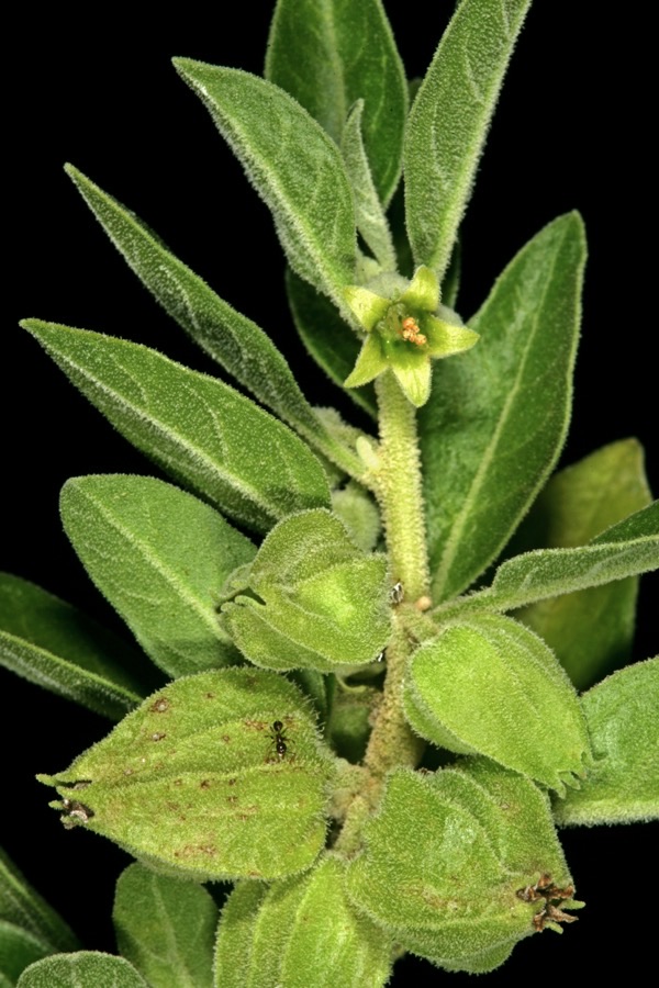 An ashwagandha shoot with dull green hairy oval leaves and small green papery fruit cases in the leaf joints.