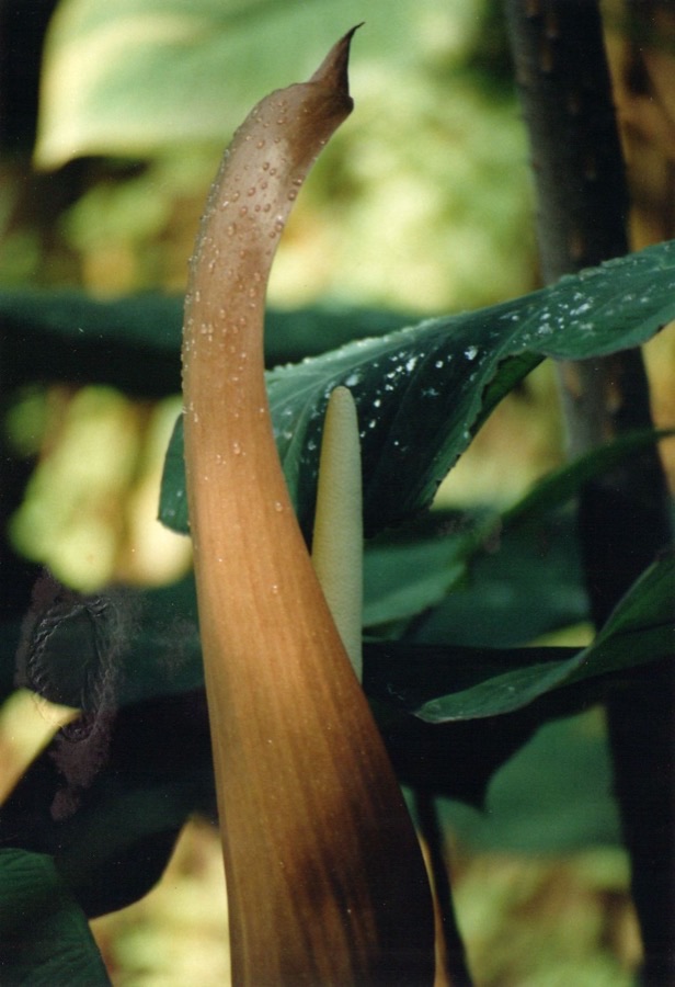 A pale hooded flower has come up in the middle of the plant. Does it mean anything?