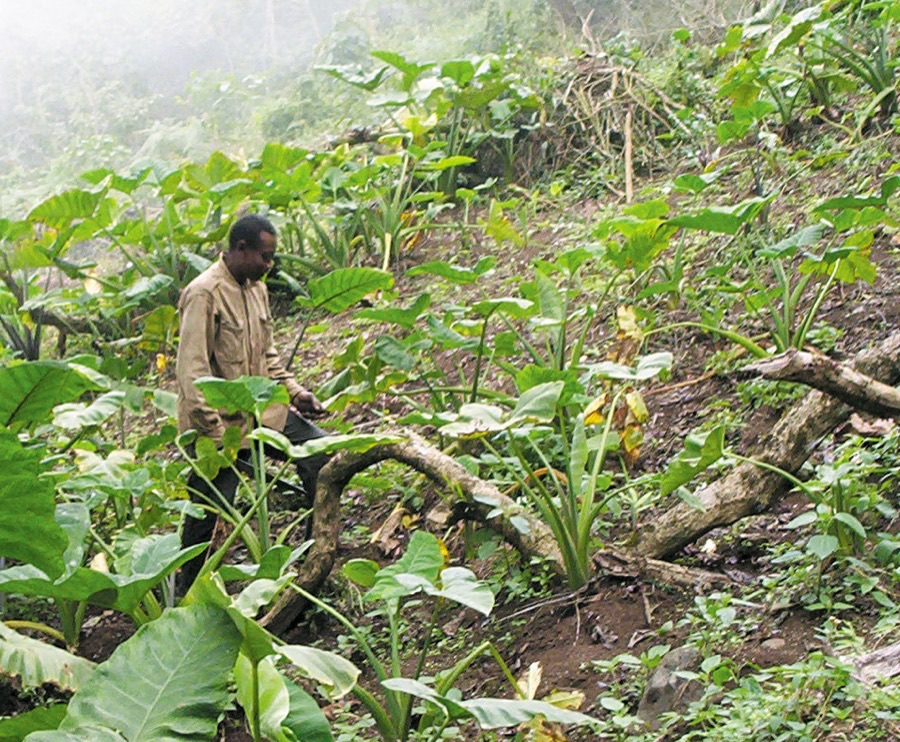 A farmer walking through a cocoyam field on the slopes of Mount Fako in Cameroon, among clumps of large arrow-shaped leaves on thick fleshy stalks, with misty forested hillside behind.