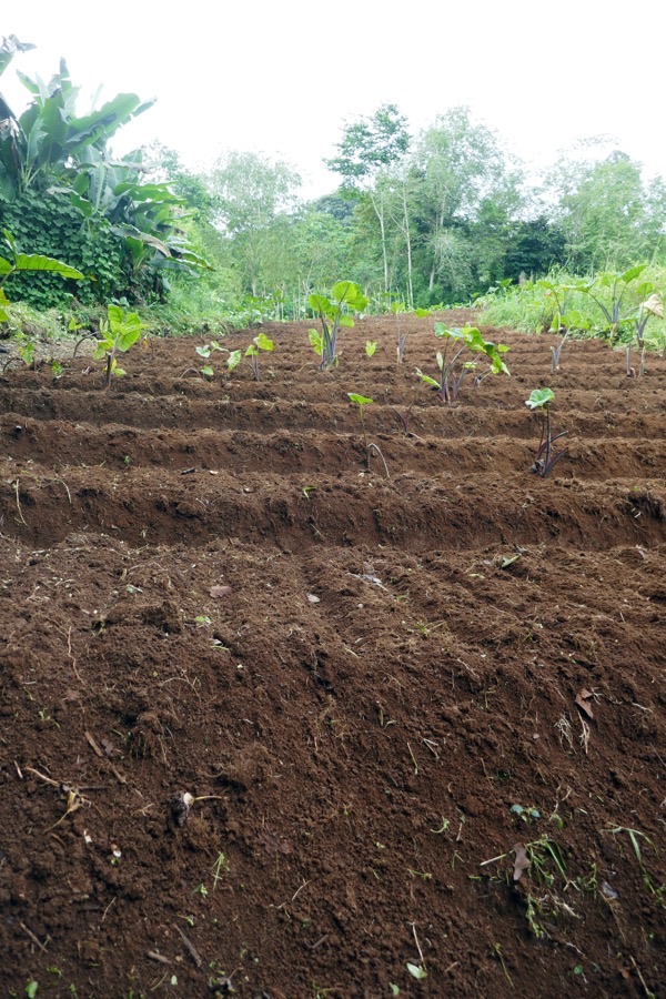 Why is this crop planted on ridges rather than on flat ground?
