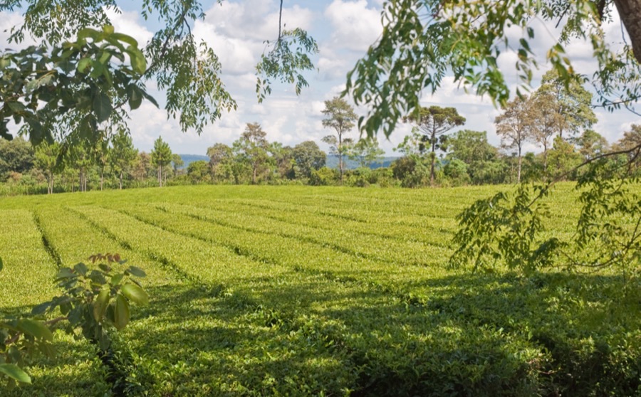 A yerba mate plantation in Misiones, Argentina: neat rows of low dense evergreen bushes with flat tops covering a gentle slope, with tall trees along the far edge.
