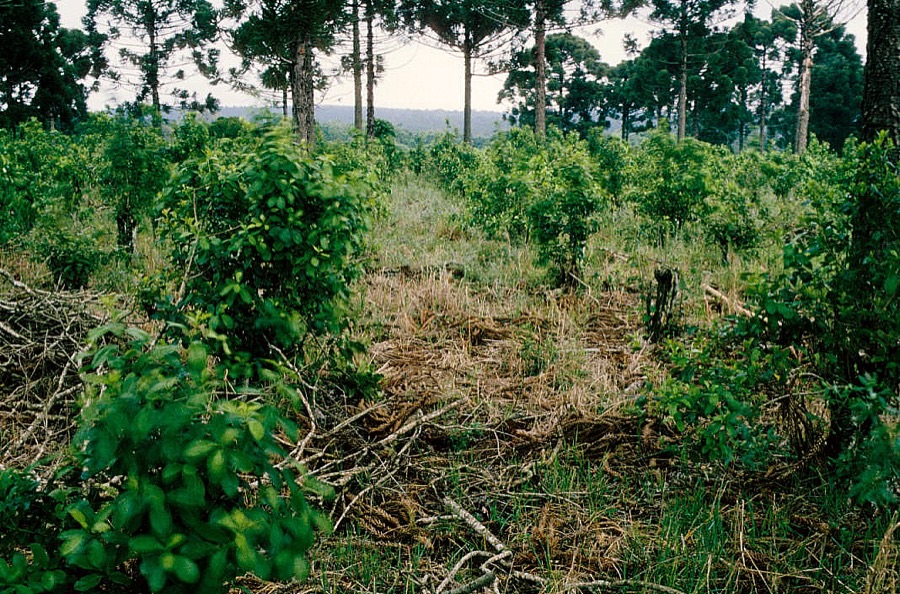 Why is this plantation growing under trees?