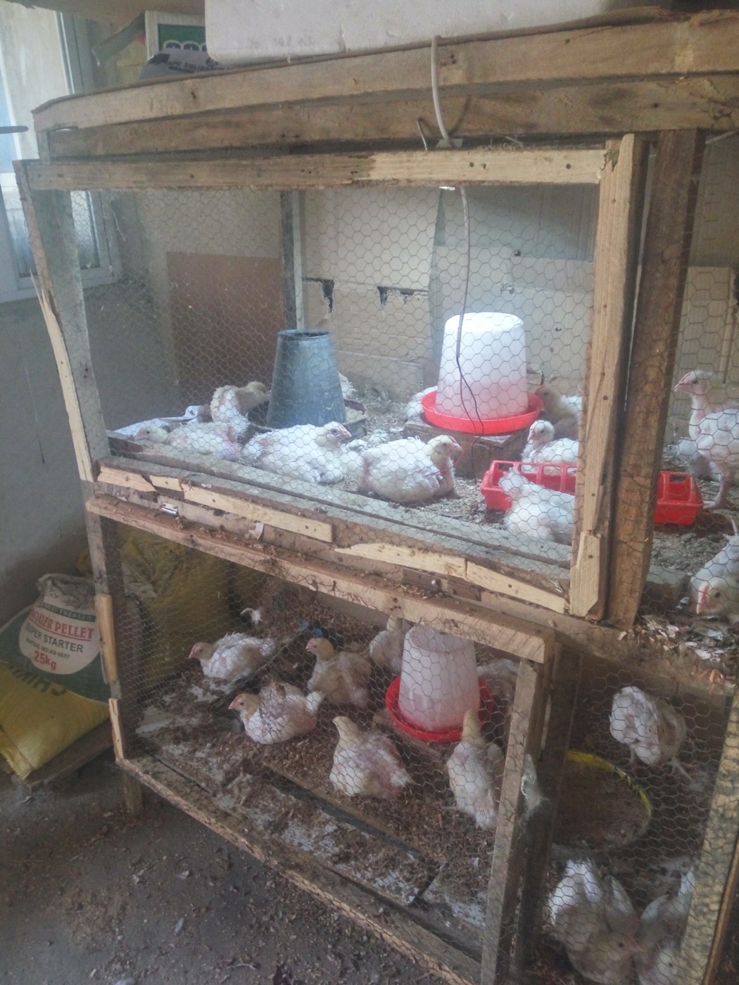 Raising young chicks in a wooden brooder