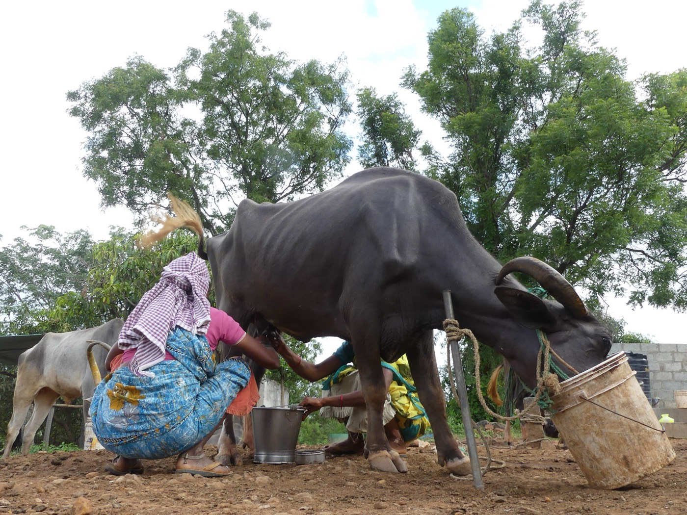 Milking the buffalo