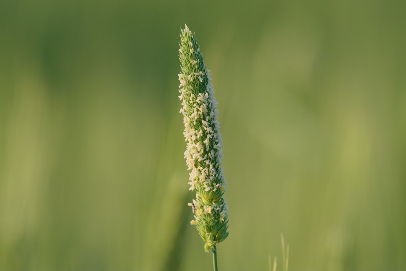 Phalaris minor in Jalalpur, Patiala district