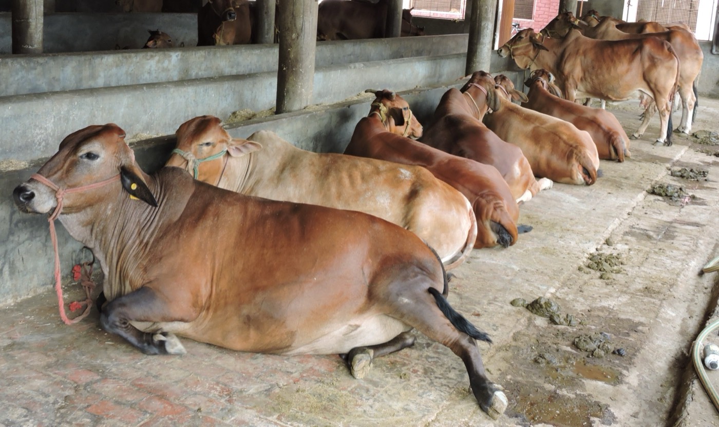 Sahiwal cows at a dairy unit, Ludhiana, Punjab