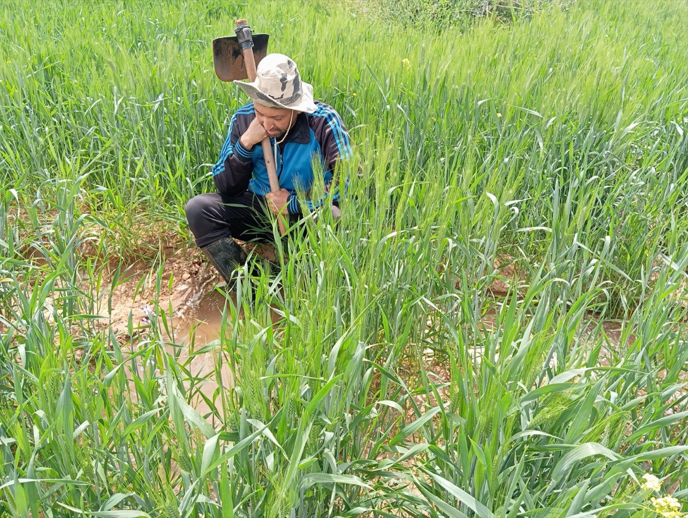 A Moroccan farmer irrigates his wheat field