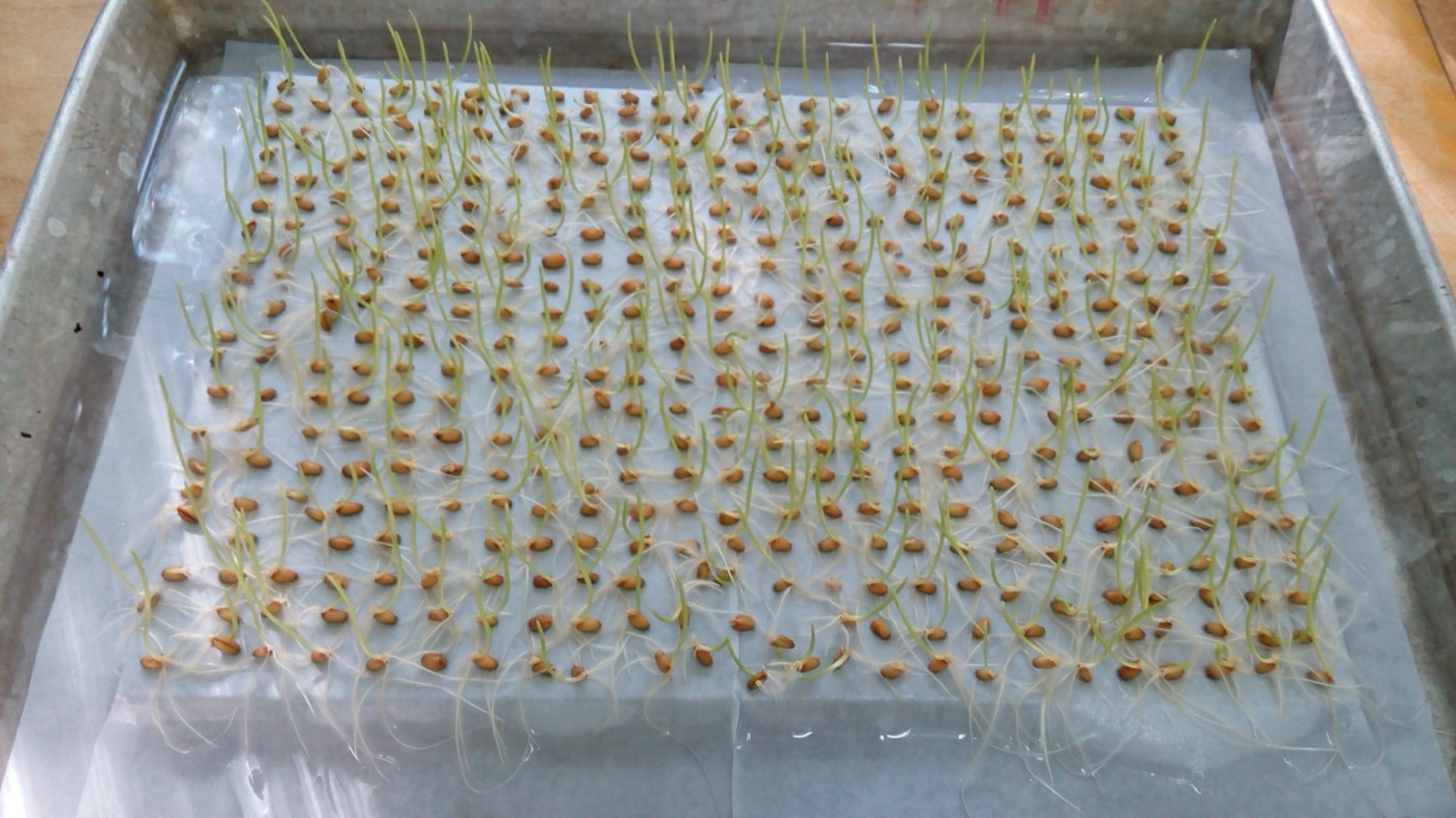 Three-day-old wheat seedlings