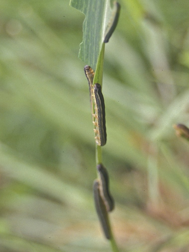 African armyworm caterpillar on a grass leaf
