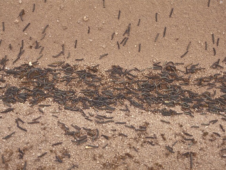 Armyworm caterpillars crossing bare ground during an outbreak
