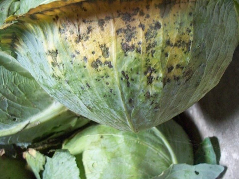 Cabbage head with dark Alternaria leaf spots