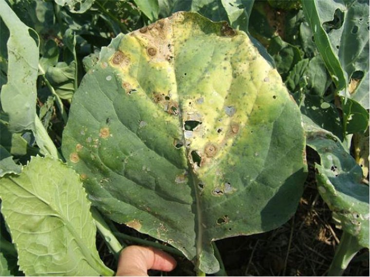 Brassica leaf with Alternaria brassicicola spots and yellowing