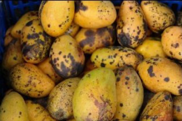 Ripe mangoes with black anthracnose lesions