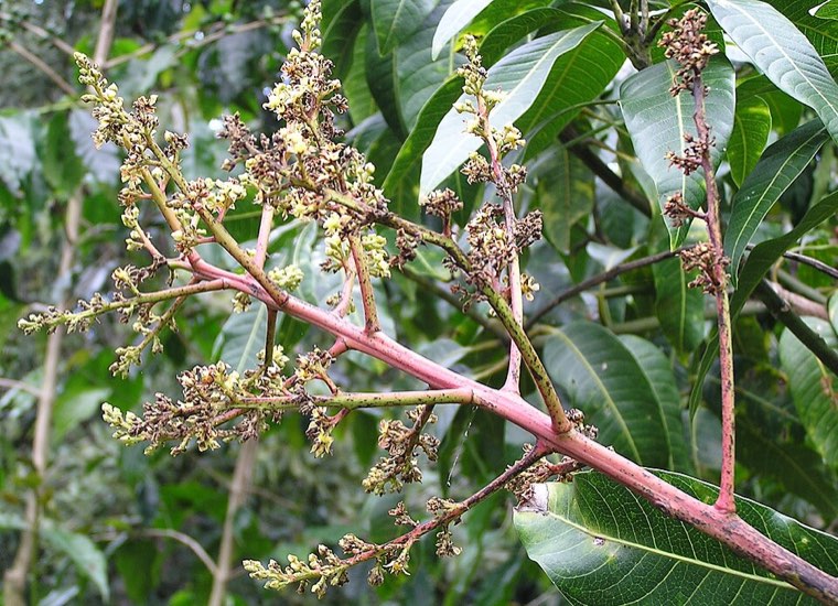 Mango flower panicle with anthracnose blossom blight
