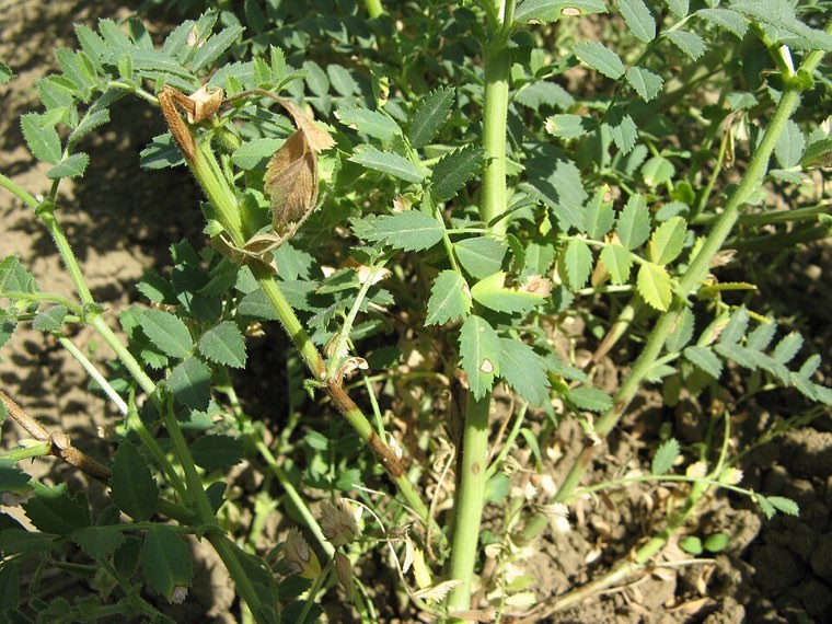 Chickpea plant with Ascochyta blight: brown lesions on stems and dead leaflets