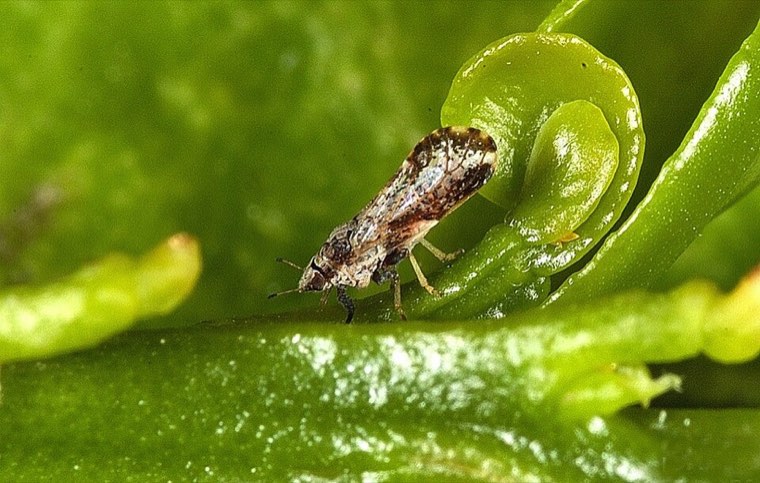 Adult Asian citrus psyllid on a citrus leaf, body tilted head-down