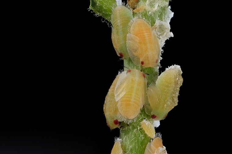 Asian citrus psyllid nymphs on a young citrus shoot