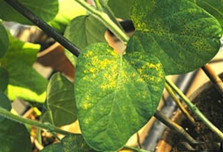 Soybean leaves yellowing from Asian soybean rust