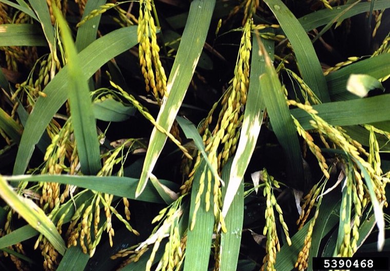Rice plants with bacterial blight