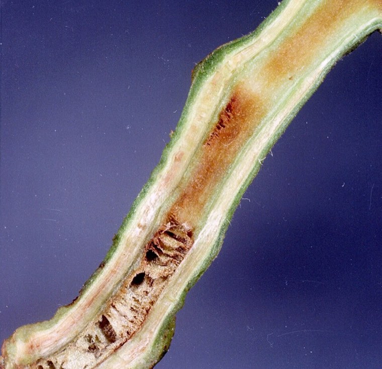 Brown vascular discoloration in a stem infected with Ralstonia bacterial wilt