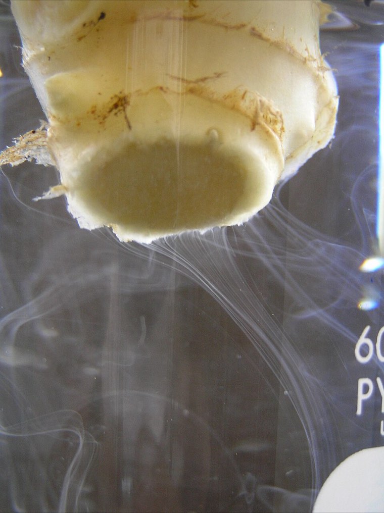 Milky bacterial streaming in water from a cut, infected ginger rhizome
