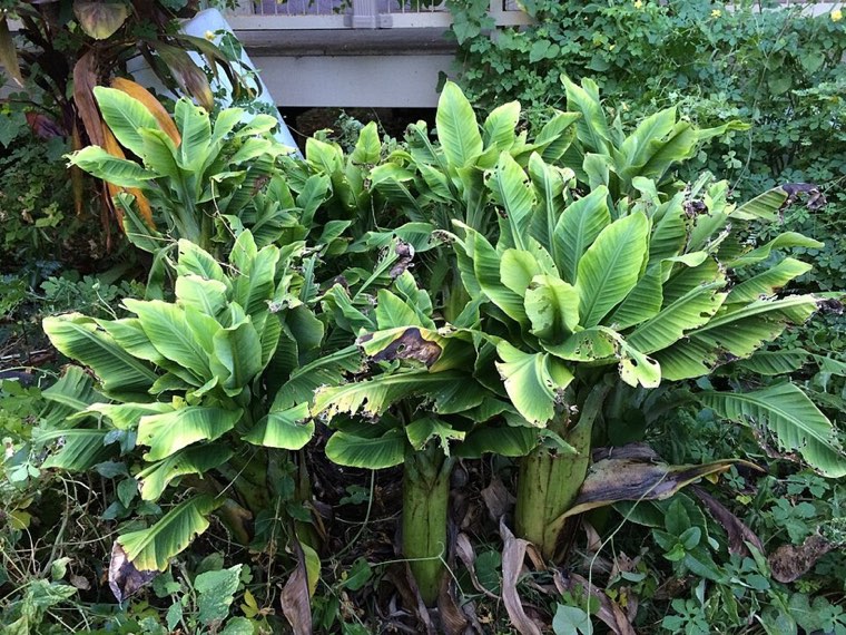 Banana plant with bunchy top: narrow, upright, bunched leaves