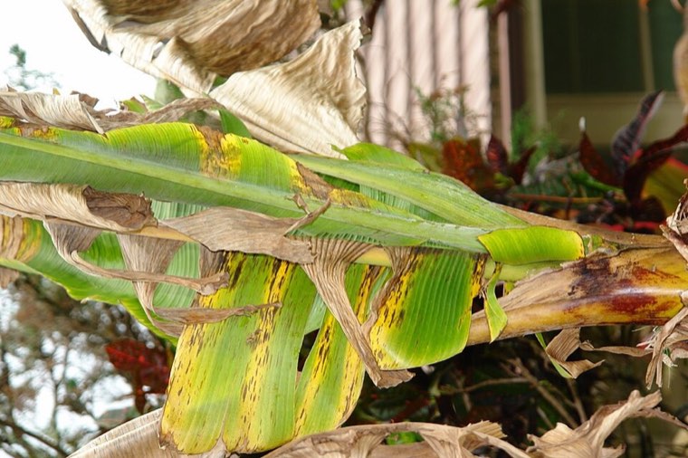 Banana bunchy top symptoms on a plant in Hawaii