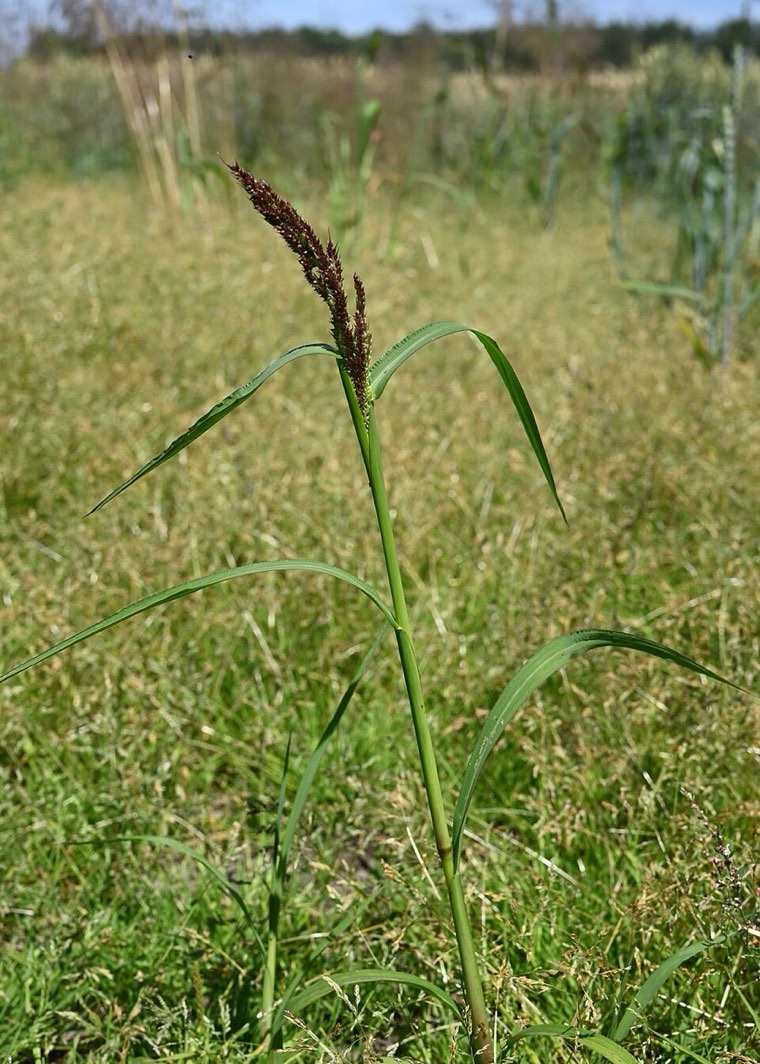 Barnyard grass plant with seed heads