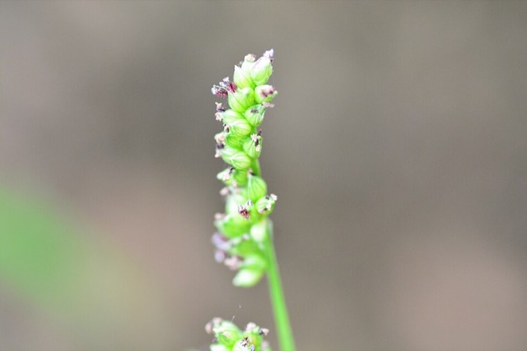 Flowering panicle of barnyard grass