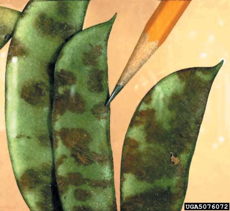 Anthracnose on lima bean pods: large brick-red to brown blotches