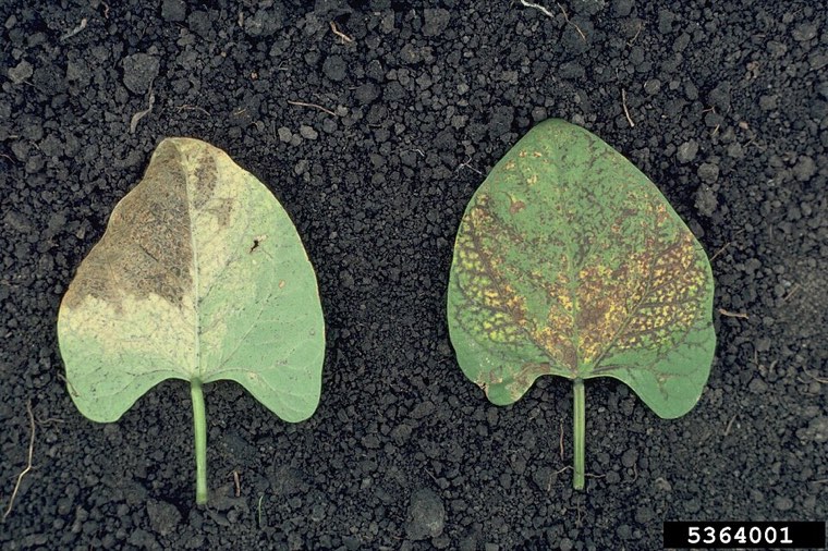 Bean leaves with bean common mosaic: light and dark green mottling