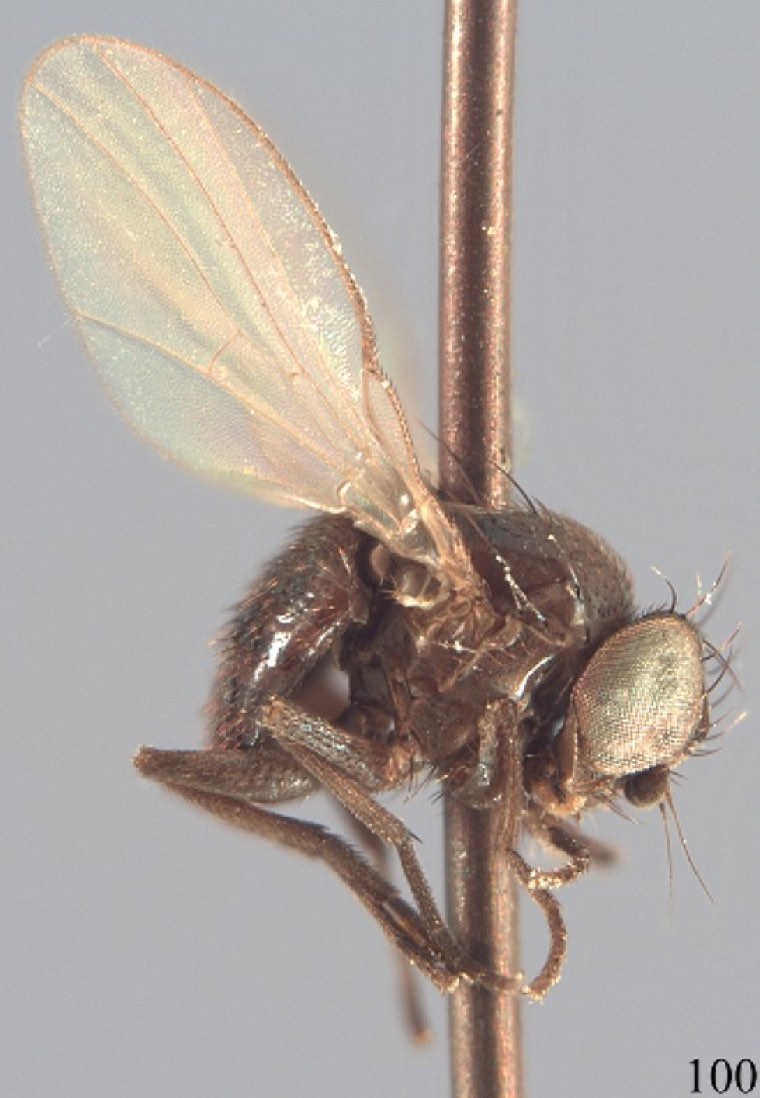Adult male bean fly (Ophiomyia phaseoli), a tiny dark fly, magnified