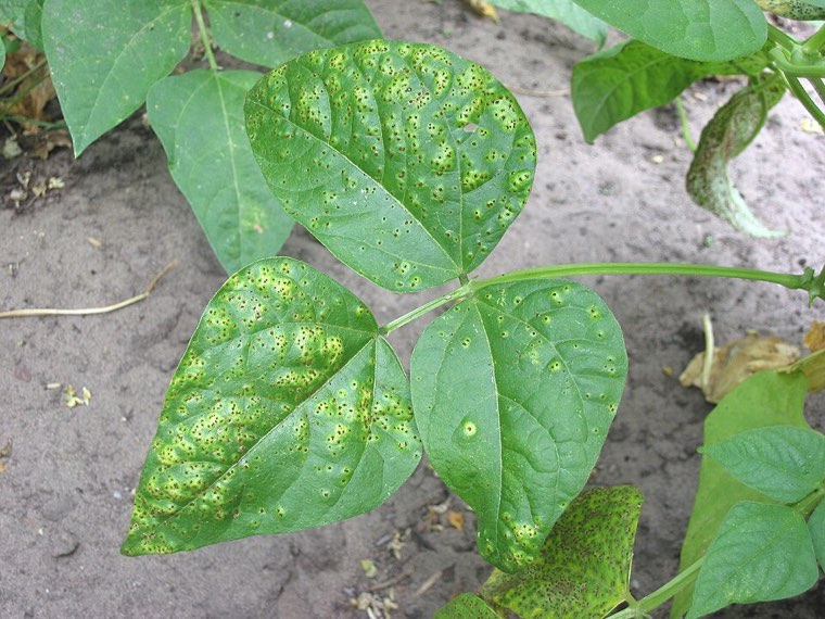 Green bean leaves with bean rust: many small yellowish rust spots