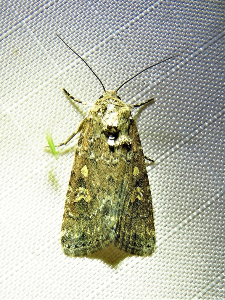 Adult beet armyworm moth (Spodoptera exigua), mottled grey-brown