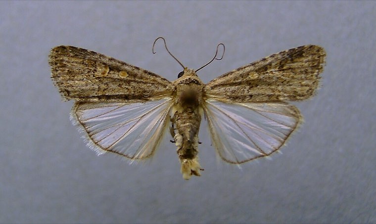 Beet armyworm moth (Spodoptera exigua) with wings spread