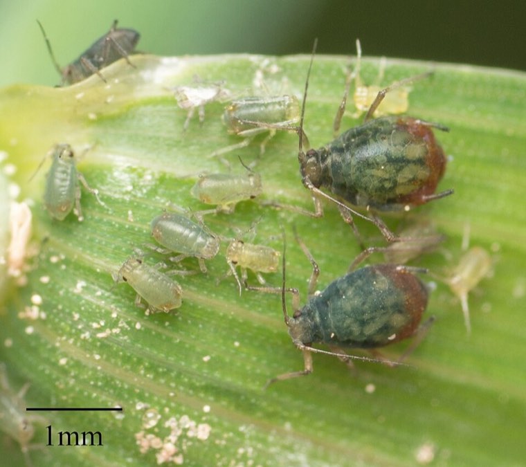 Bird cherry-oat aphids on a cereal leaf