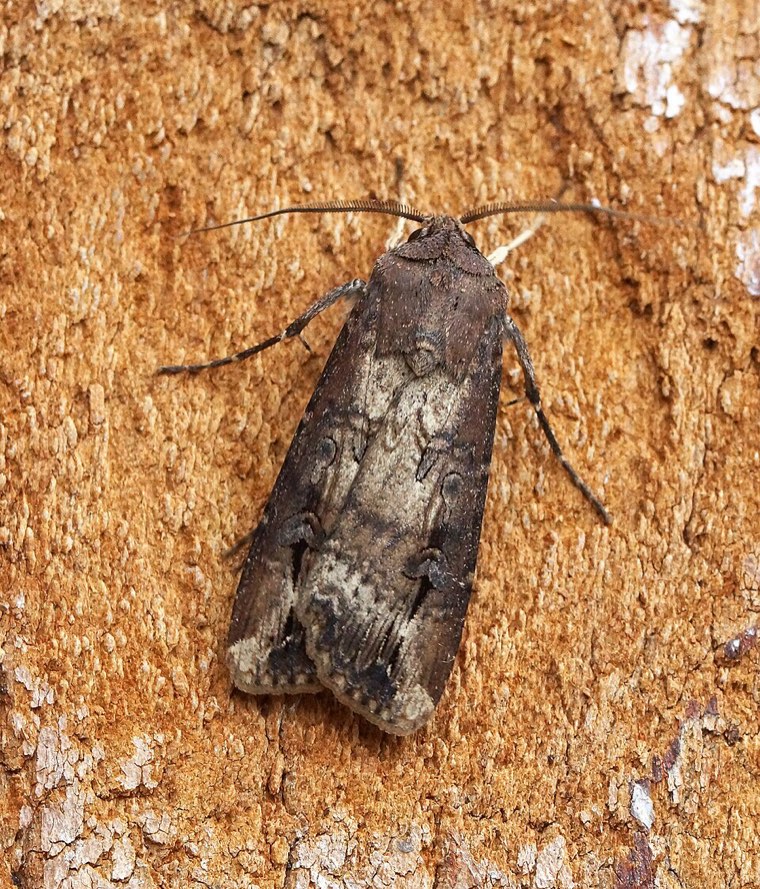 Adult black cutworm moth (Agrotis ipsilon) with dark brown forewings