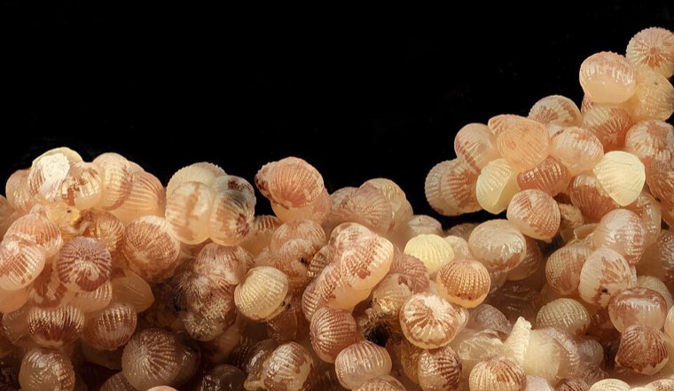 Black cutworm eggs, magnified