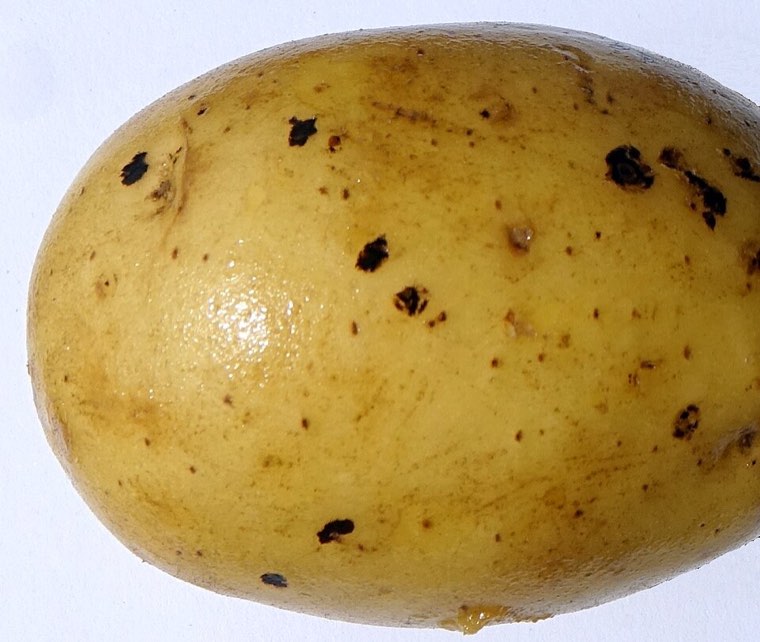Potato tuber with black scurf: small black sclerotia of Rhizoctonia solani stuck to the skin