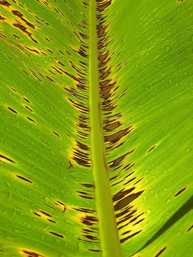 Banana leaf with black Sigatoka streaks