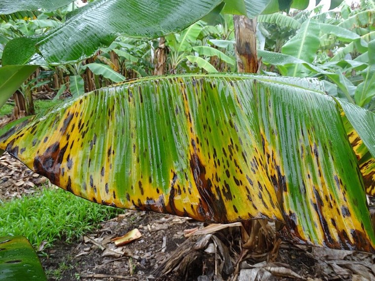 Banana leaves killed by black leaf streak