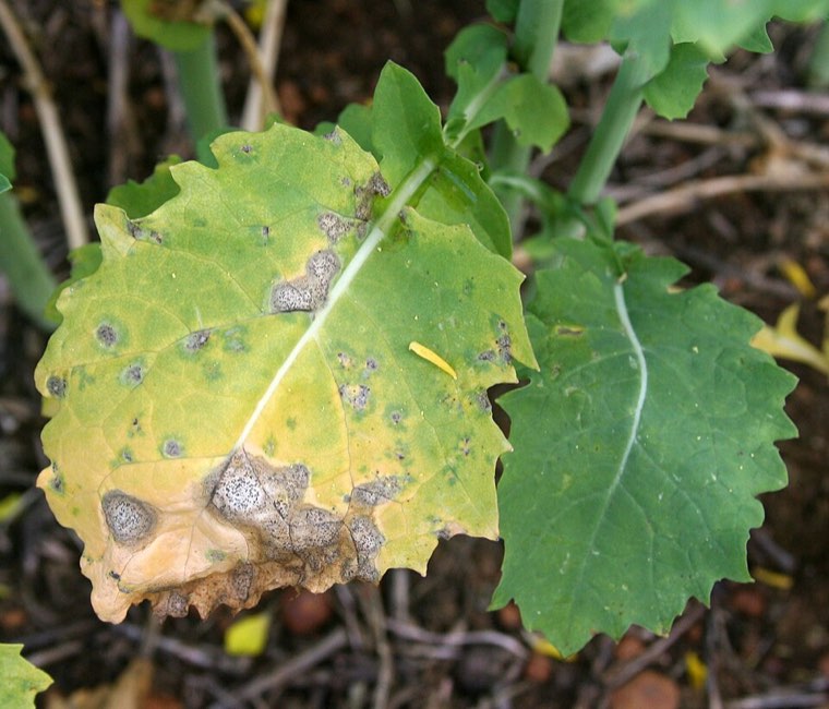 Canola leaf with pale blackleg lesions dotted with tiny black fruiting bodies