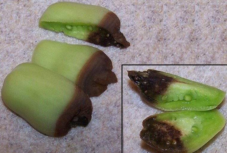 Tomatoes with dark, sunken blossom-end rot