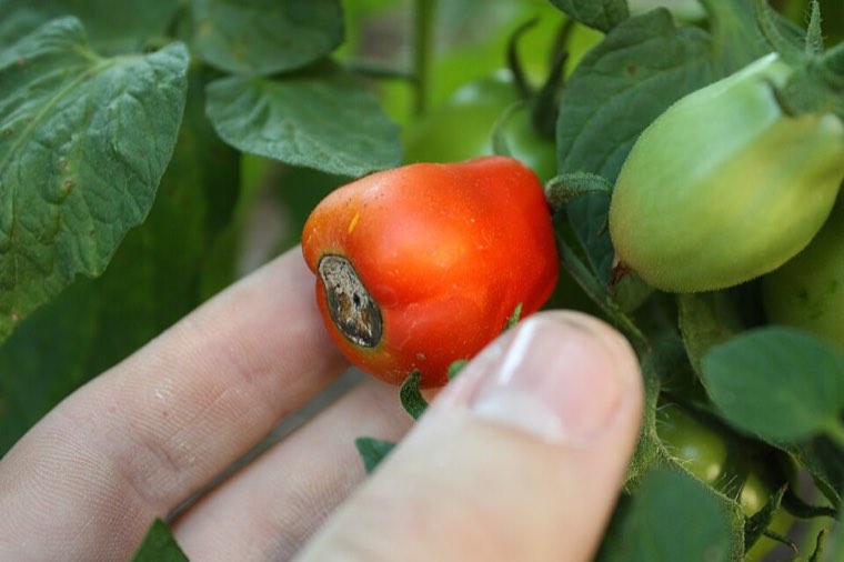 Ripening tomato with blossom-end rot