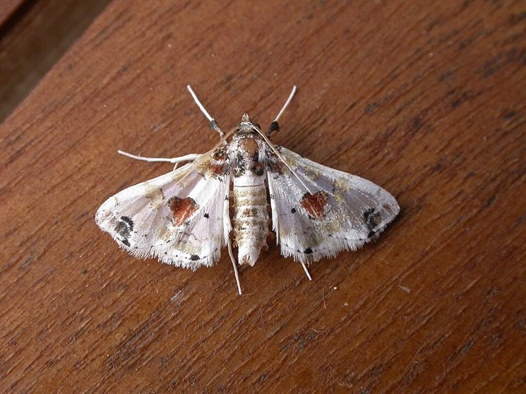 Adult eggplant fruit and shoot borer moth