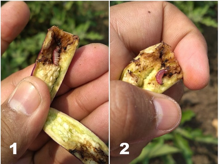 Eggplant fruit cut open to show borer damage