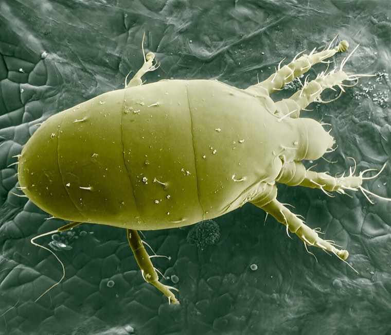 Coloured scanning electron micrograph of an adult broad mite (Polyphagotarsonemus latus)