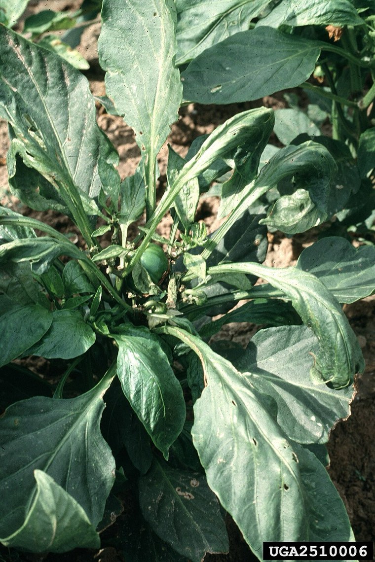 Pepper plant with distorted, stunted new growth caused by broad mite