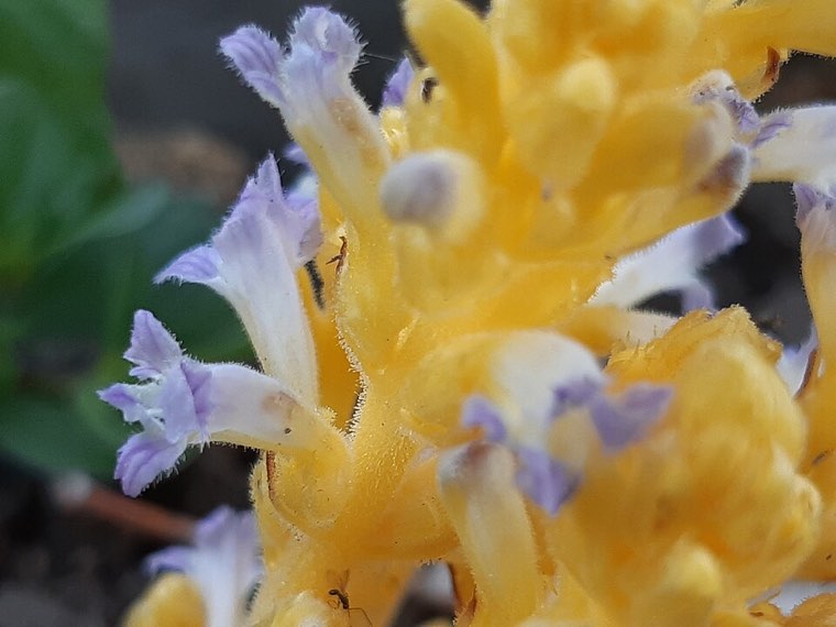 Branched broomrape (Phelipanche ramosa) with branched spikes of blue-violet flowers