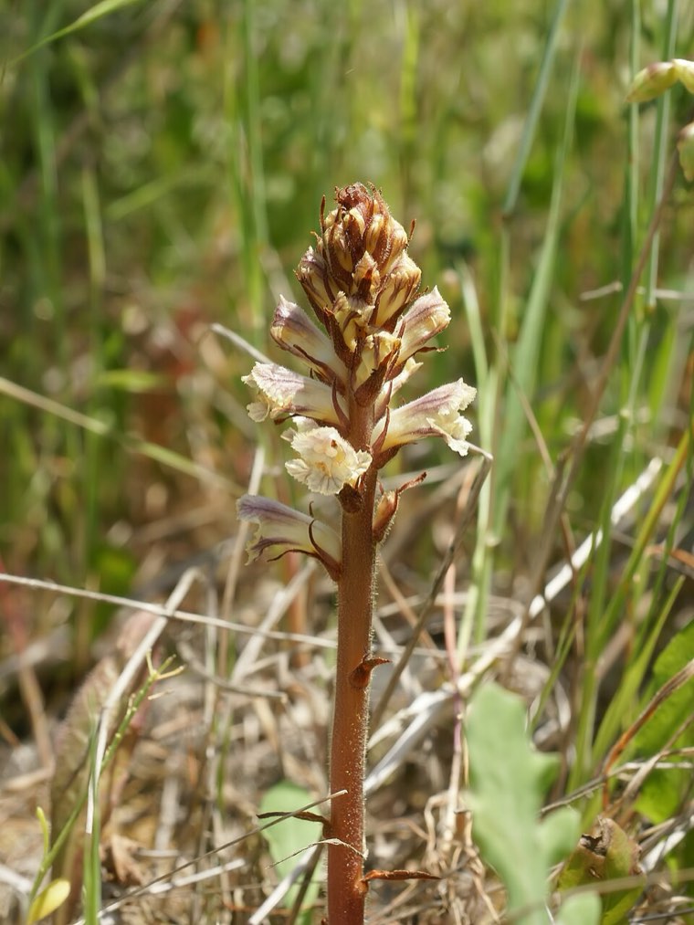 Crenate broomrape (Orobanche crenata) spike with white, purple-veined flowers